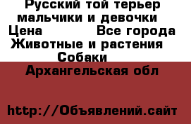 Русский той-терьер мальчики и девочки › Цена ­ 8 000 - Все города Животные и растения » Собаки   . Архангельская обл.